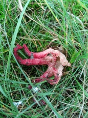 Clathrus archeri