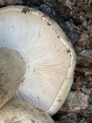 Lyophyllum