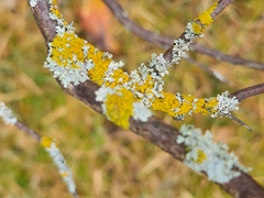 Xanthomendoza hasseana