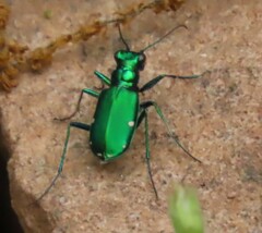 Cicindela sexguttata
