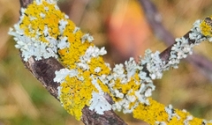 Xanthomendoza hasseana