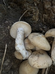 Lyophyllum