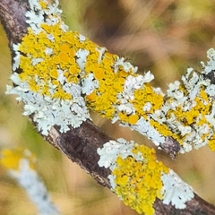 Xanthomendoza hasseana