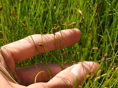 Eleocharis obtusa