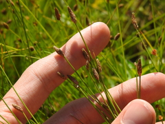 Eleocharis obtusa