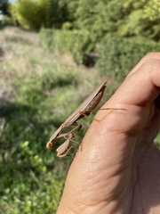 Schizomantodea