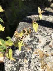 Scutellaria lateriflora