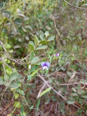 Lathyrus berteroanus
