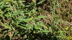 Chenopodium berlandieri