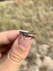 Melanoplus angustipennis