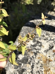 Scutellaria lateriflora