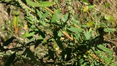 Chenopodium berlandieri