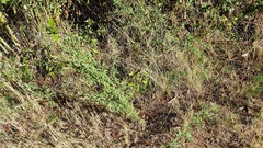 Chenopodium berlandieri