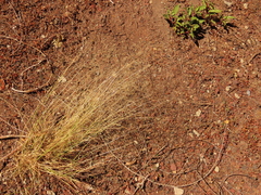 Agrostis scabra