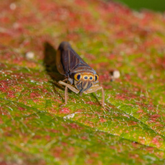 Idiodonus kennicotti