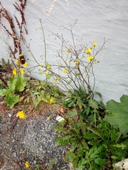 Crepis biennis