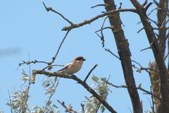 Lanius senator badius