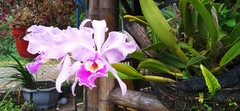 Cattleya trianae