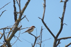 Lanius senator badius