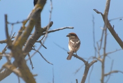 Lanius senator badius