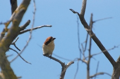 Lanius senator badius