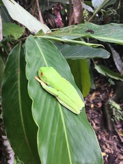 Agalychnis callidryas