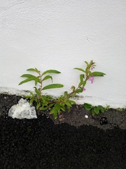 Chamaenerion angustifolium