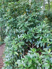 Rhododendron ponticum