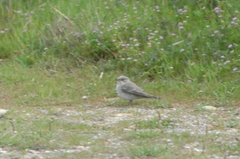Muscicapa striata tyrrhenica