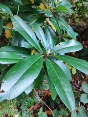 Rhododendron ponticum