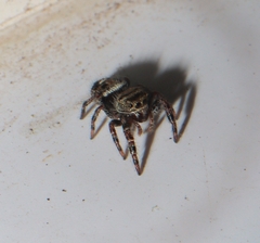 Phidippus