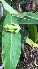 Agalychnis callidryas
