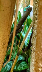 Anolis cristatellus