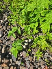 Fragaria
