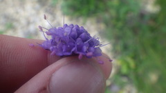 Knautia arvensis