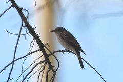Muscicapa striata tyrrhenica
