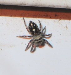 Phidippus