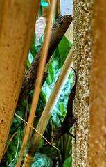 Anolis cristatellus