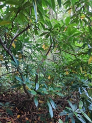 Rhododendron ponticum