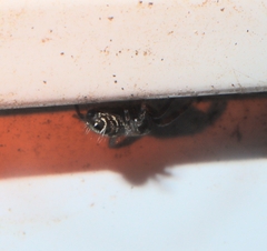 Phidippus