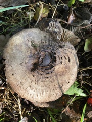 Chlorophyllum olivieri