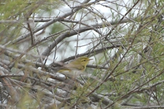 Phylloscopus sibilatrix