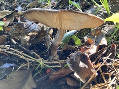 Chlorophyllum olivieri
