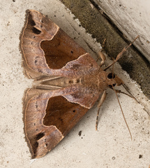 Hypena manalis