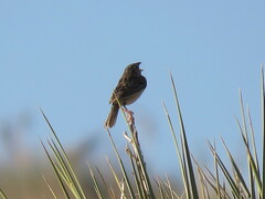 Ammodramus savannarum