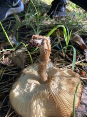 Chlorophyllum olivieri