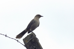 Mimus saturninus