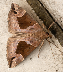 Hypena manalis
