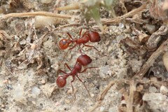 Pogonomyrmex occidentalis