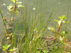 Eleocharis palustris